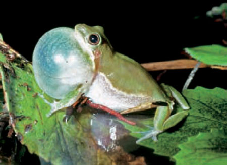 Frogs and Toads - Your0013