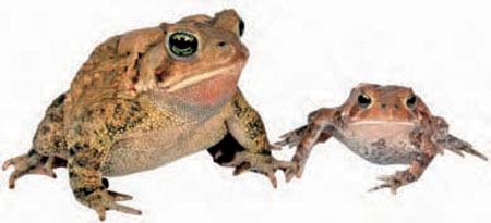 Frogs and Toads - Your0018