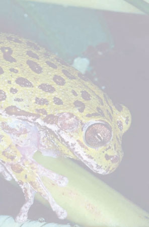 Frogs and Toads - Your0034