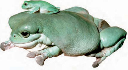 Frogs and Toads - Your0053