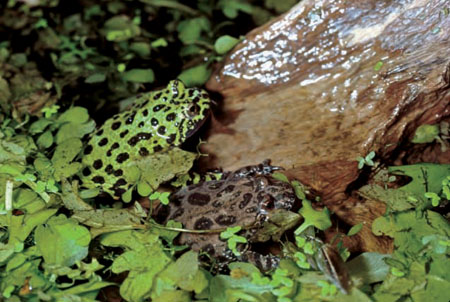 Frogs and Toads - Your0056