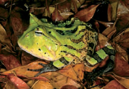 Frogs and Toads - Your0081