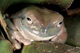 Frogs and Toads - Your0001