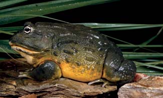 Frogs and Toads - Your0002