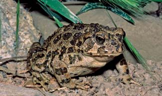 Frogs and Toads - Your0003