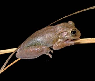 Frogs and Toads - Your0004