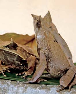 Frogs and Toads - Your0005