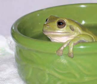 Frogs and Toads - Your0006