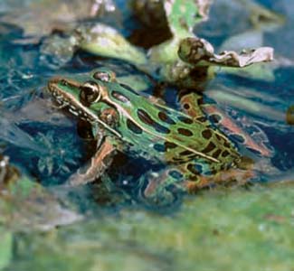 Frogs and Toads - Your0007