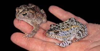 Frogs and Toads - Your0008