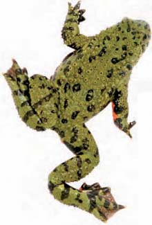 Frogs and Toads - Your0009