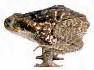 Frogs and Toads - Your0010