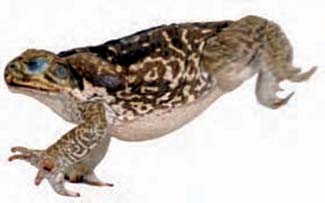 Frogs and Toads - Your0011