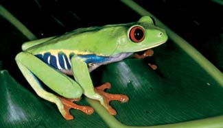 Frogs and Toads - Your0012