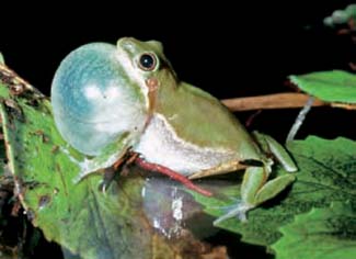 Frogs and Toads - Your0013