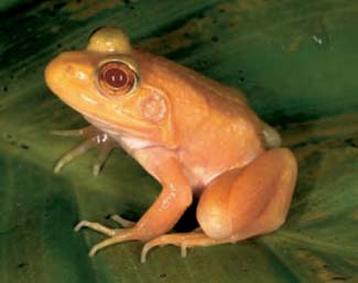 Frogs and Toads - Your0014