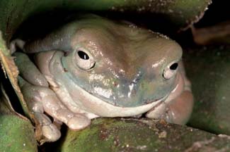 Frogs and Toads - Your0015