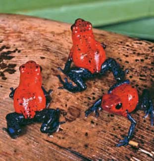 Frogs and Toads - Your0016