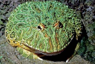 Frogs and Toads - Your0017