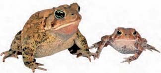 Frogs and Toads - Your0018