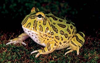 Frogs and Toads - Your0019