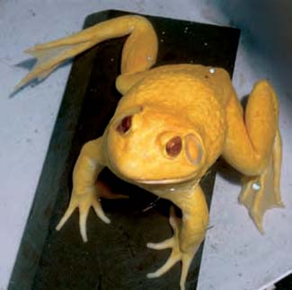 Frogs and Toads - Your0020