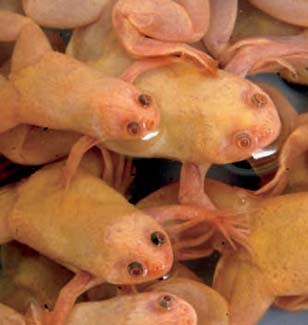 Frogs and Toads - Your0021