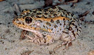 Frogs and Toads - Your0022