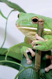Frogs and Toads - Your0023