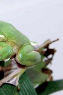 Frogs and Toads - Your0024