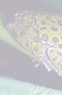 Frogs and Toads - Your0025