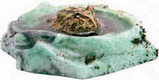 Frogs and Toads - Your0026