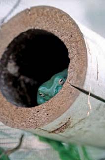 Frogs and Toads - Your0028