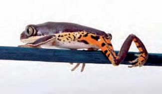 Frogs and Toads - Your0029