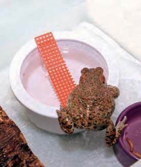 Frogs and Toads - Your0030