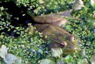 Frogs and Toads - Your0031