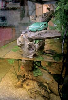 Frogs and Toads - Your0032