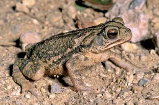Frogs and Toads - Your0033