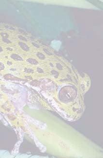 Frogs and Toads - Your0034