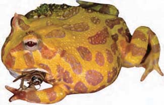 Frogs and Toads - Your0035