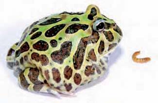 Frogs and Toads - Your0036