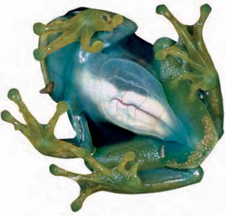 Frogs and Toads - Your0039