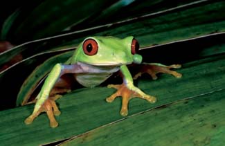 Frogs and Toads - Your0041