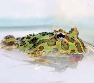 Frogs and Toads - Your0042