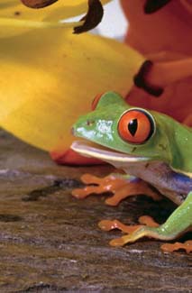 Frogs and Toads - Your0043