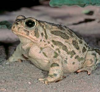 Frogs and Toads - Your0044