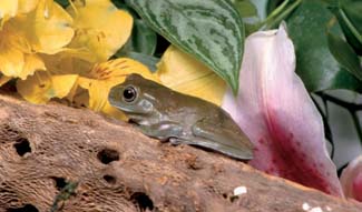 Frogs and Toads - Your0046