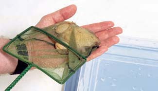 Frogs and Toads - Your0047