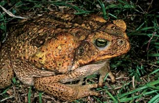 Frogs and Toads - Your0048