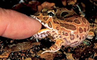 Frogs and Toads - Your0049